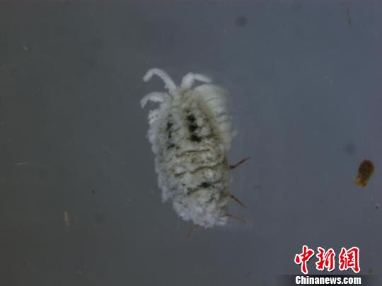 江西首次截获检疫性有害生物-扶桑绵粉蚧（图）