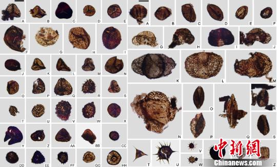 中瑞科学家在西藏三叠系孢粉学研究中取得新进展