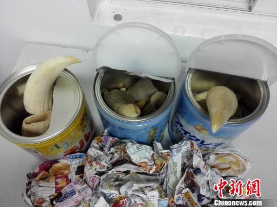藏匿于奶粉罐中的抹香鲸牙齿 -关悦 摄