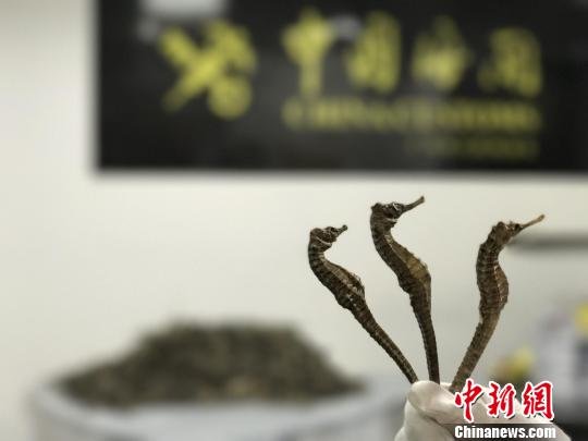 查获的海马干 陈炫志 摄