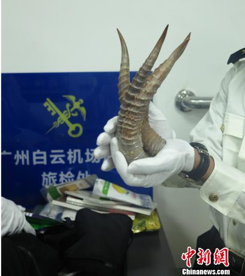 查获的羚羊角 张俊 摄
